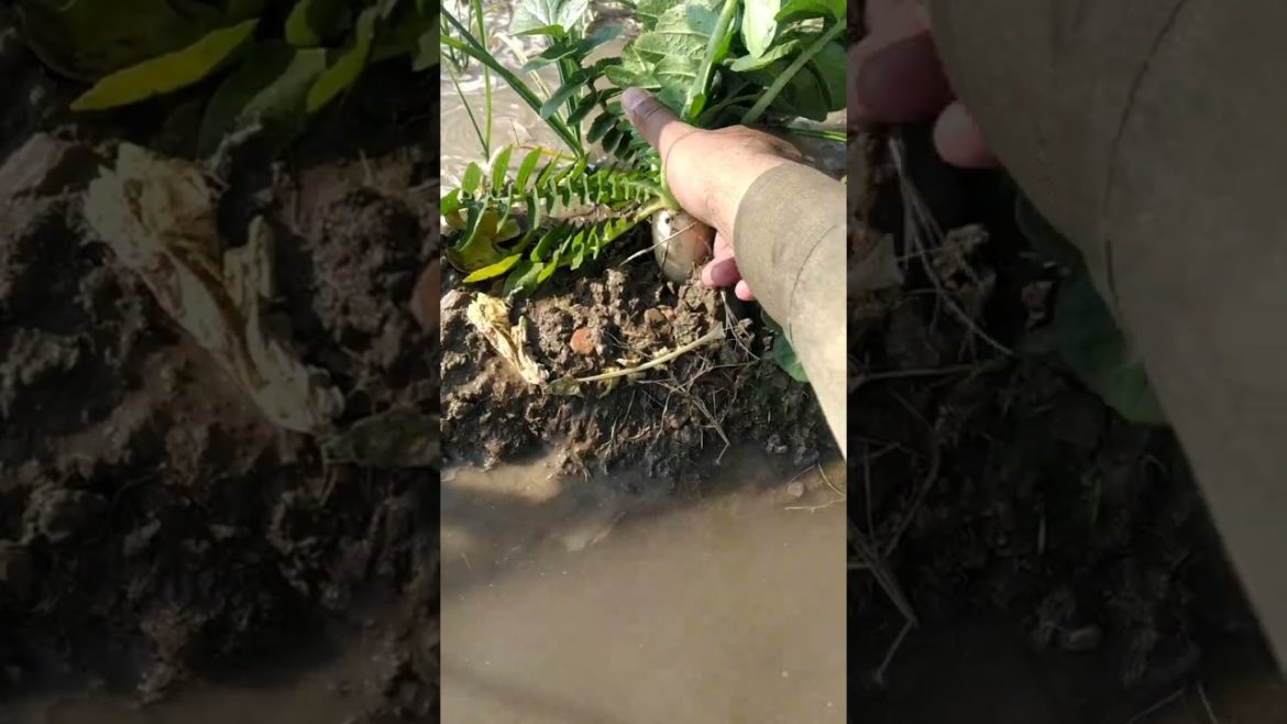 Do you like vegetables?#shorts#vagetables#viral