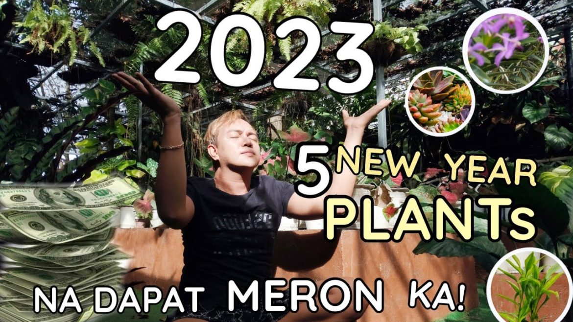 5 NEW YEAR PLANTS THAT YOU MUST HAVE IN 2023 | BEST IDEA FOR GIFTS & OFFERINGS 5 NEW YEAR PLANTS THAT YOU MUST HAVE IN 2023 | BEST IDEA FOR GIFTS & OFFERINGS