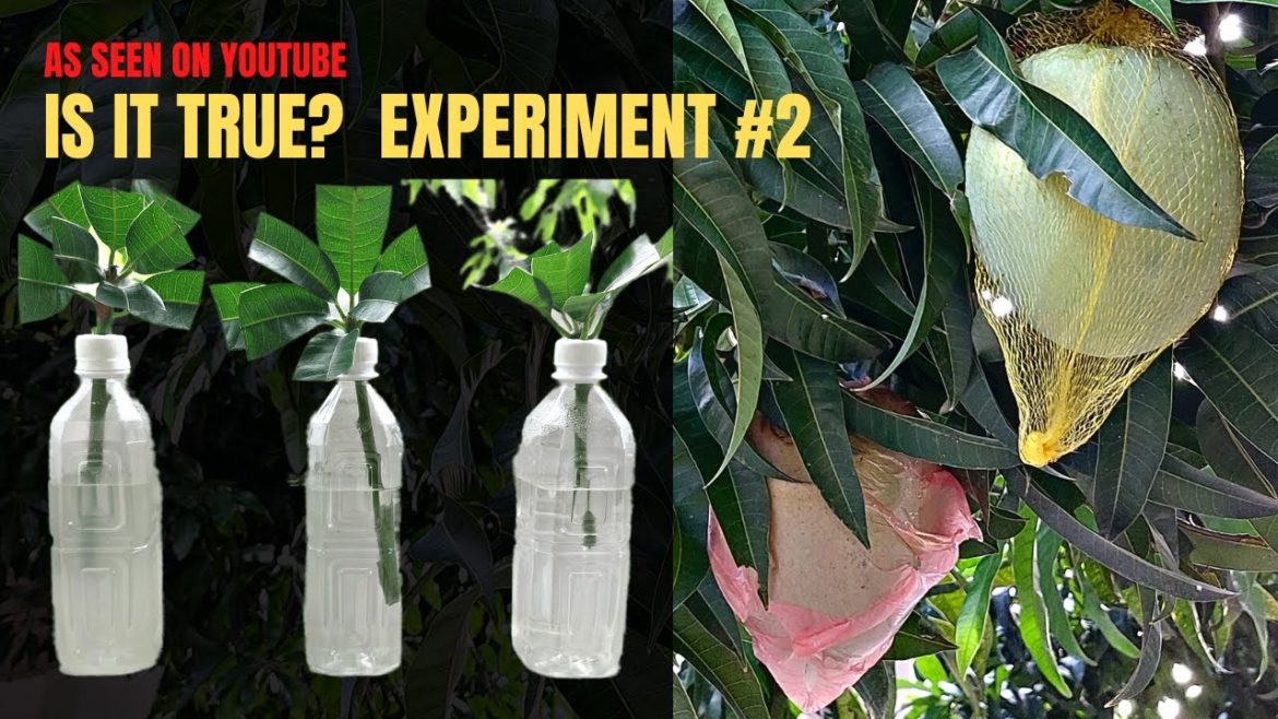 MANGO - EXPERIMENT 2 -  As Seen on Youtube, Succeed or Fail?