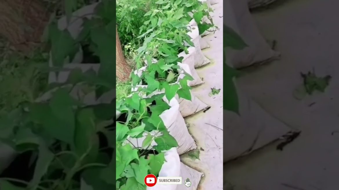 Plant Sweet potatoes in sacks #shorts #satisfying #funny #Agriculture #harvest #Fruit Plant Sweet potatoes in sacks #shorts #satisfying #funny #Agriculture #harvest #Fruit