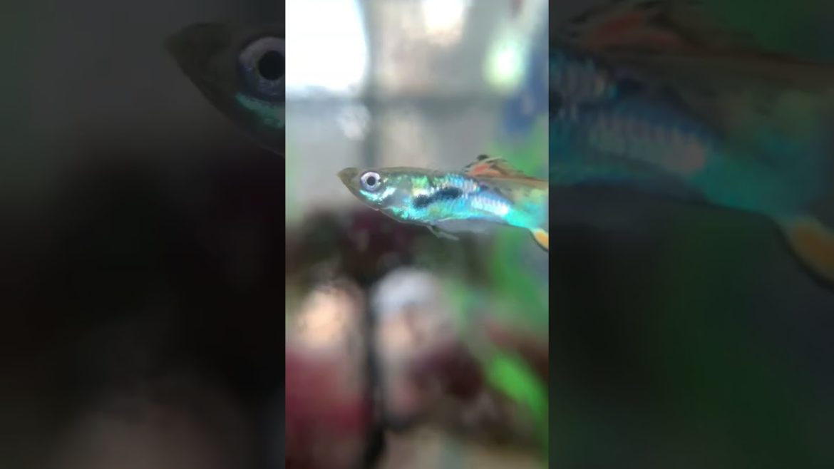Guppies 🙃 #shorts #trending #fish #aquarium