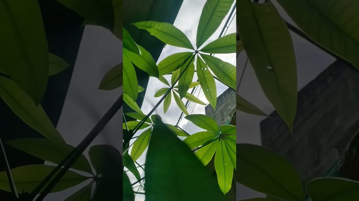 Money tree. Pachira  leaves on Christmas Day! 🌿🌿💚 #plants #shorts  #houseplants