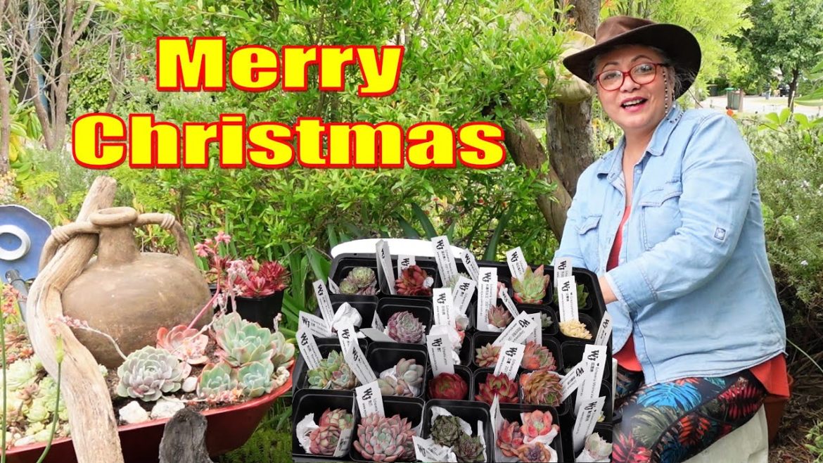 Our Christmas Gift Plant Haul | Growing Succulents with LizK