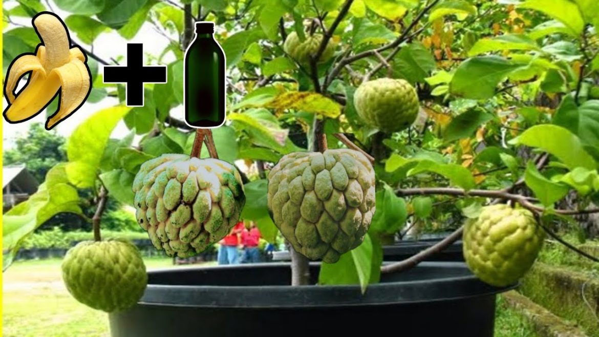 Gardening Easy method for chopping srikaya stems #tips #gardening #garden #gardenhouse Gardening Easy method for chopping srikaya stems #tips #gardening #garden #gardenhouse