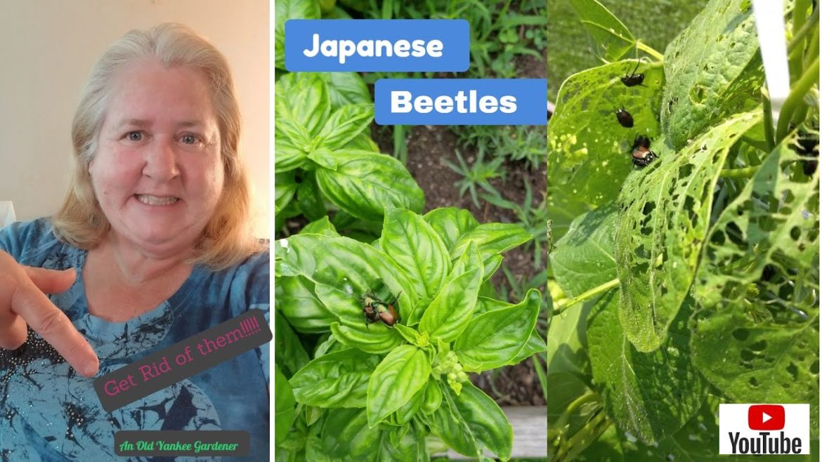 HOW TO GET RID of Japanese Beetles - ORGANICALLY- GARDENING TIPS, TRICKS & DIY PROJECTS
