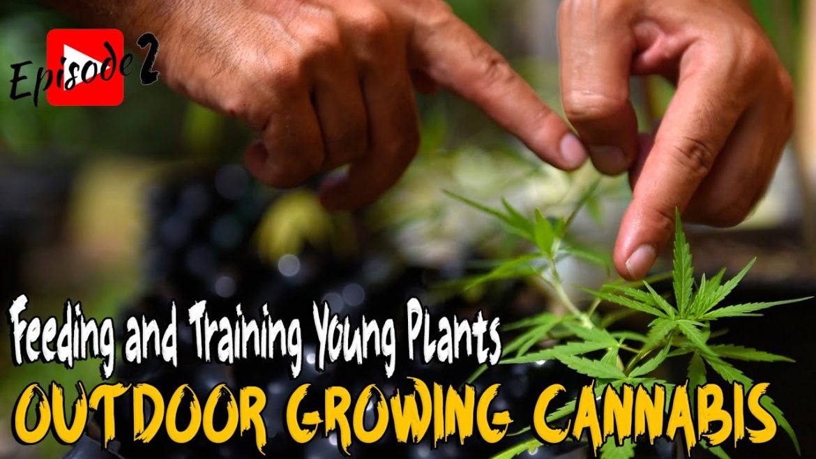 OUTDOOR GROWING CANNABIS - FEEDING TRAINING FERTILIZER Phuket weed Grower