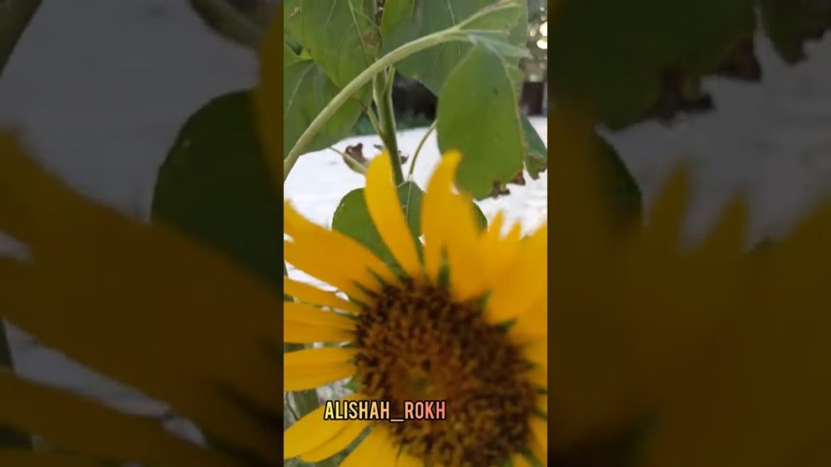 BEAUTIFUL FLOWER at my HOME #short BEAUTIFUL FLOWER at my HOME #short