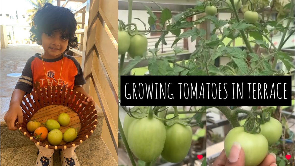 How to grow tomatoes in containers on terrace|Terrace garden update|Harvesting tomatoes|@Simplysrija
