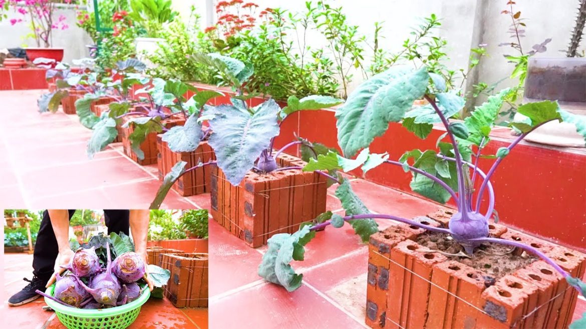 How to grow purple kohlrabi in the yard