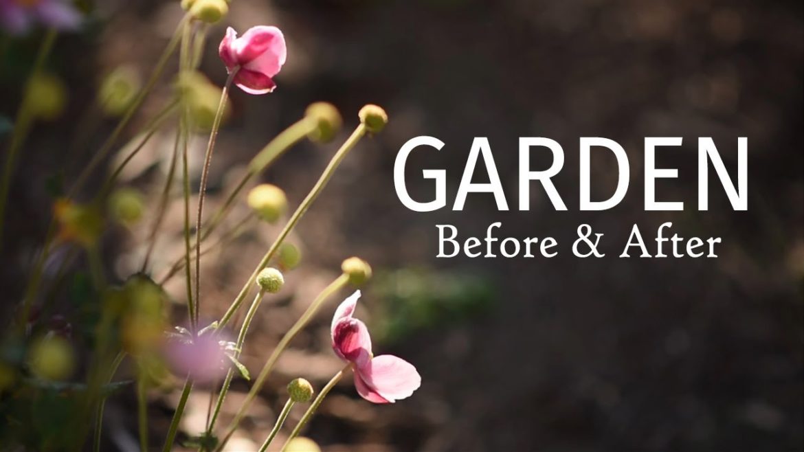 Rounded boxwood HEDGE 🌳 BEFORE AND AFTER Garden Landscaping ideas Rounded boxwood HEDGE 🌳 BEFORE AND AFTER Garden Landscaping ideas