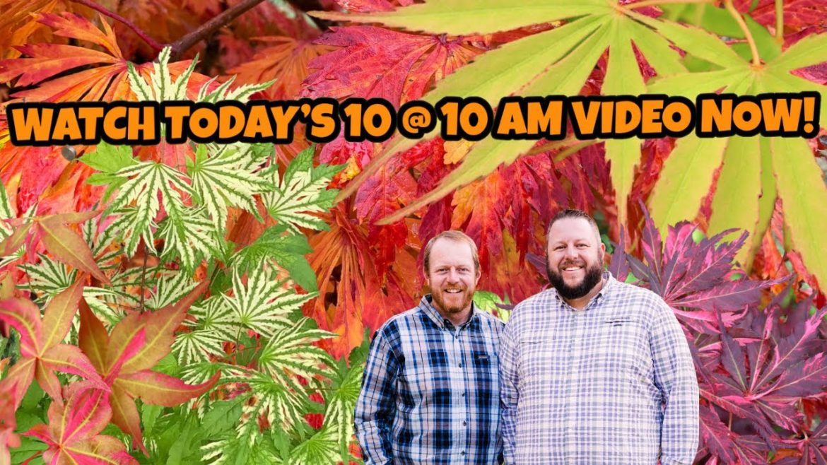 Tuesday's Year's End 10@10 | Listing Ten New Japanese Maples! Tuesday's Year's End 10@10 | Listing Ten New Japanese Maples!