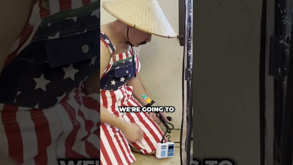 How to Grow Mushrooms | Boom Room Easy Installation #Shorts #gardening #mushroom