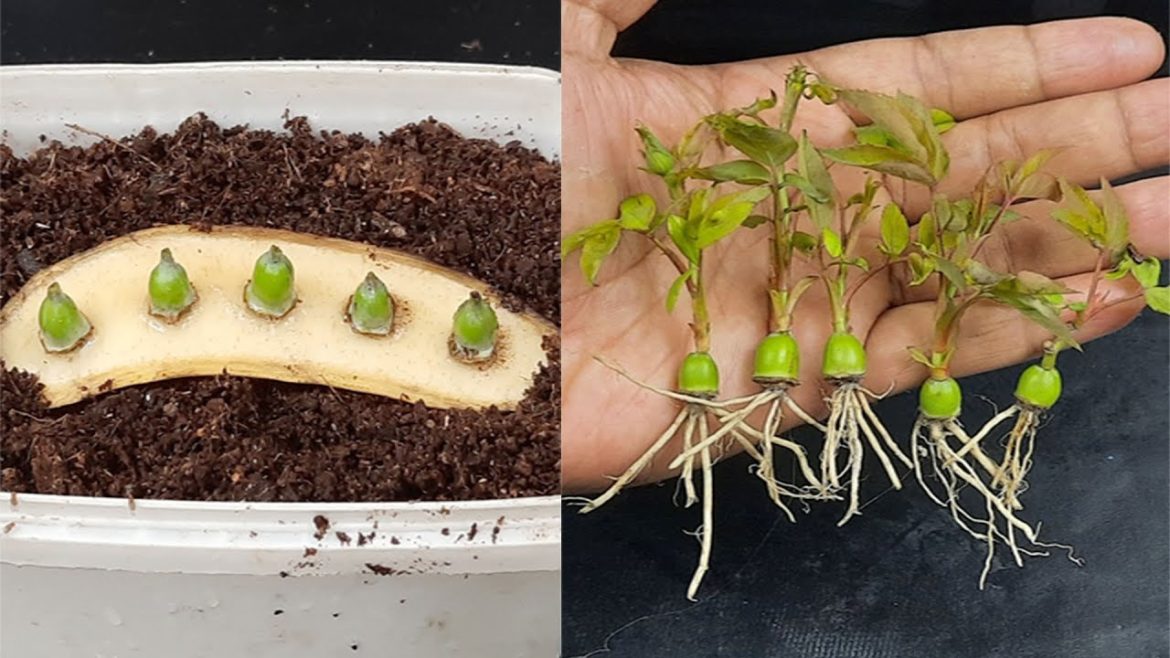 The method of growing red roses from buds the whole world does not know