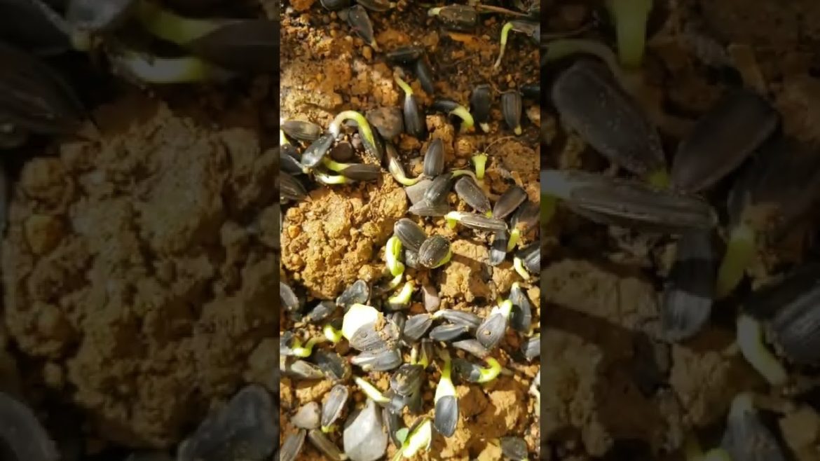 #ENJOYING THE SIMPLE THINGS: #86 – #microgreens #containergardening #livity #jamaicavlog #ENJOYING THE SIMPLE THINGS: #86 - #microgreens #containergardening #livity #jamaicavlog