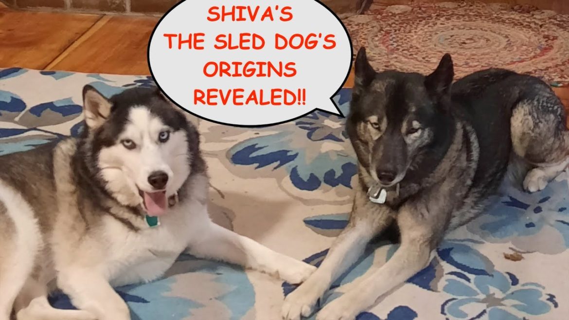 Shiva's Origins Revealed! :  Episode #100