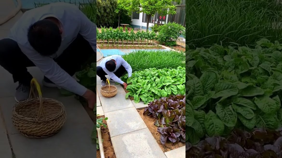 how to growth vegetable #natural how to growth vegetable #natural