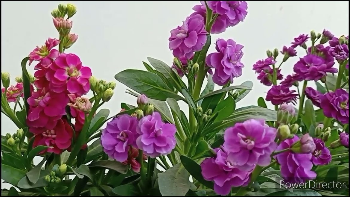 Stock plant Complete Care//Tips to get  max. blooms & reblooms//Magical fertilizer