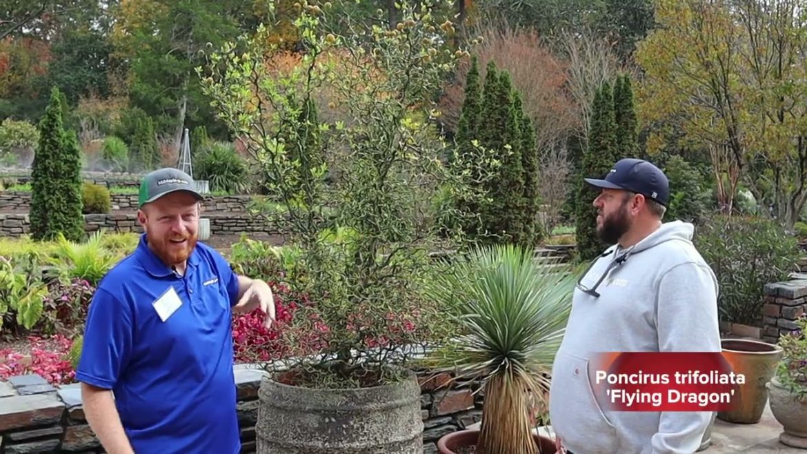Poncirus trifoliata 'Flying Dragon' | Contorted Hardy Orange | MrMaple Clips 🍁