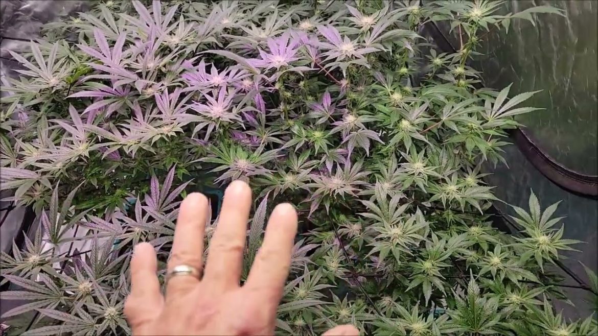 Beginning Week 10 in the TNB Naturals AirCube 5x5