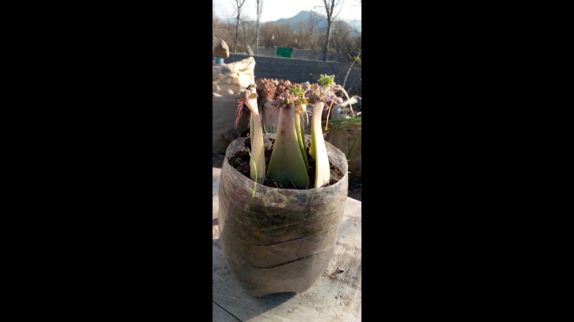 Gardening ideas for home #succulent Gardening ideas for home #succulent