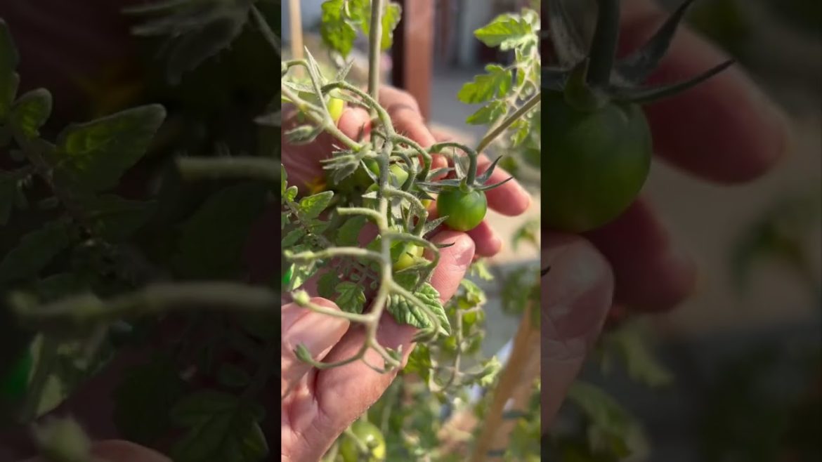 लाल हो रहे हैं पर गुस्से से नहीं लाल हो रहे हैं पर गुस्से से नहीं