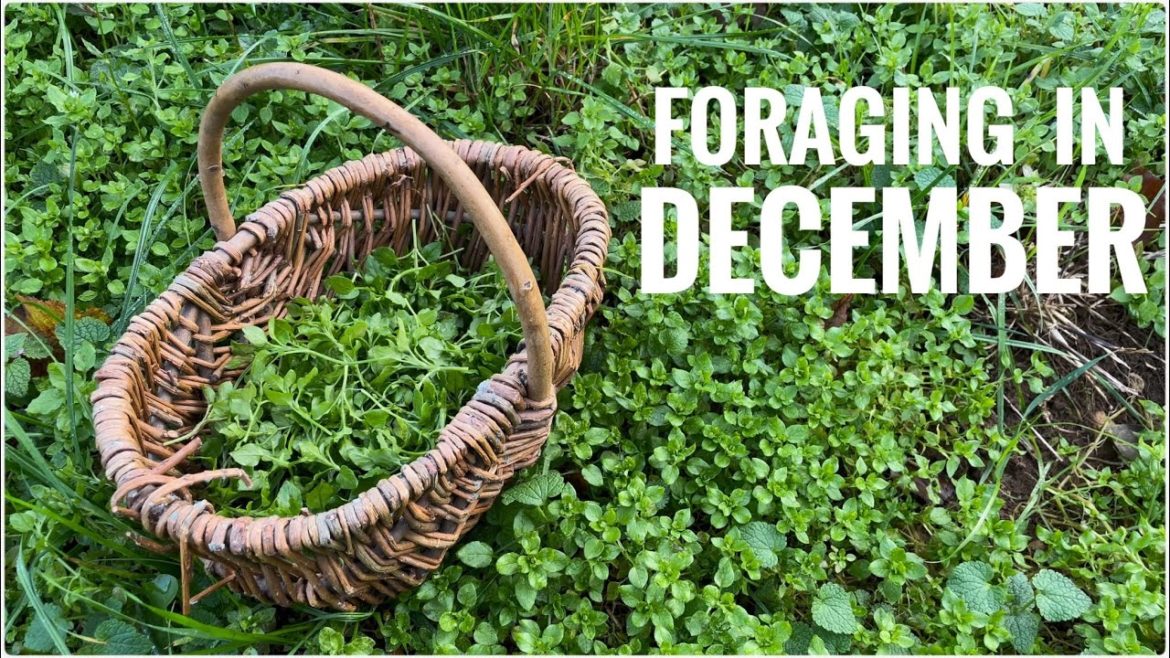 Foraging in December - UK Wildcrafts Foraging Calendar