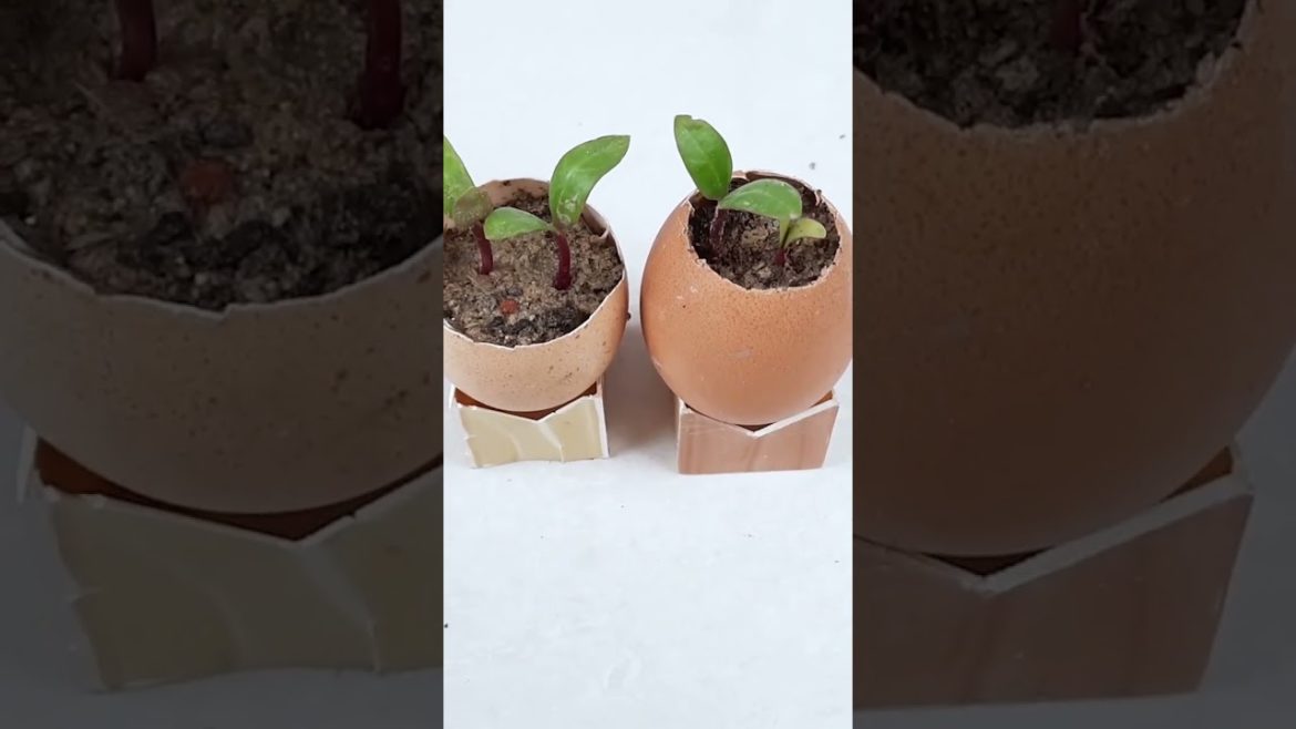New way to grow malabar spinach seeds in eggshell#shorts