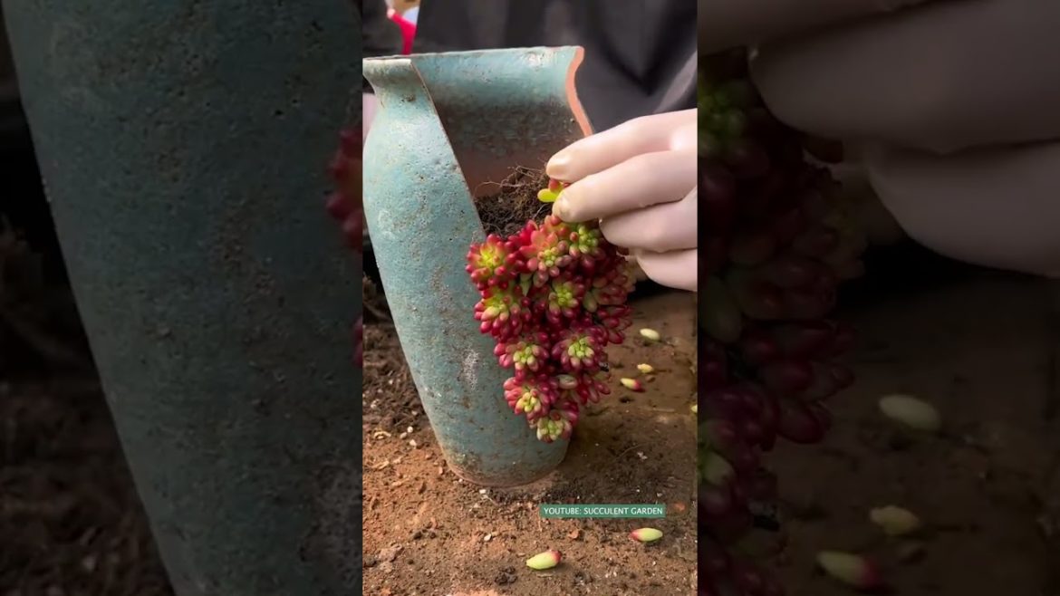 Beautiful succulent DIY ideas