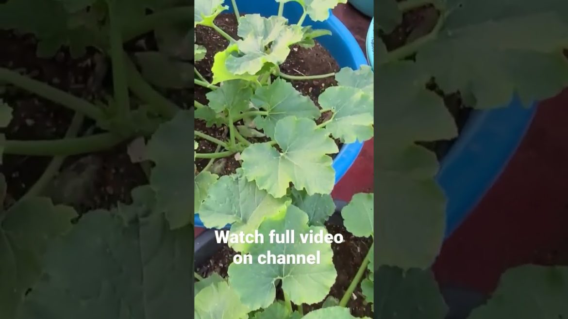 Top 5 exotic vegetables #shorts #new year Giveaway