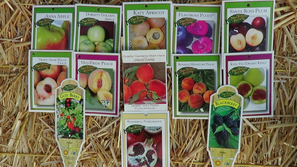 Planting Fruit Trees in Backyard Garden