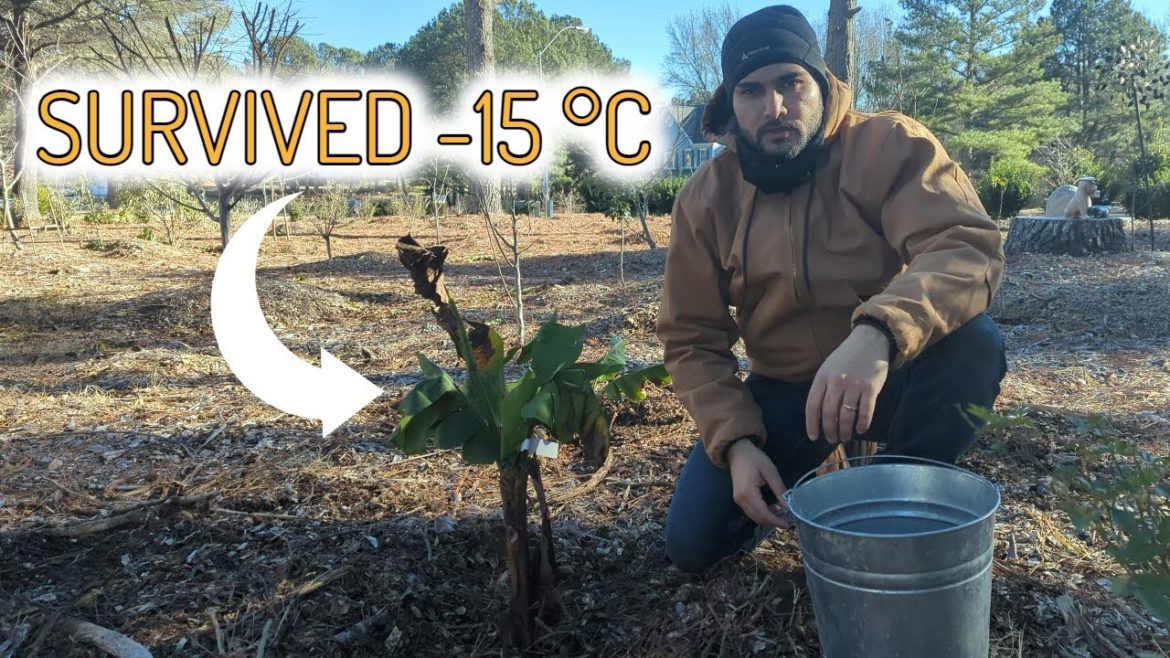 How to grow a Banana tree  - even in Colder Climates | Most Cold Hardy Rajapuri Banana from India