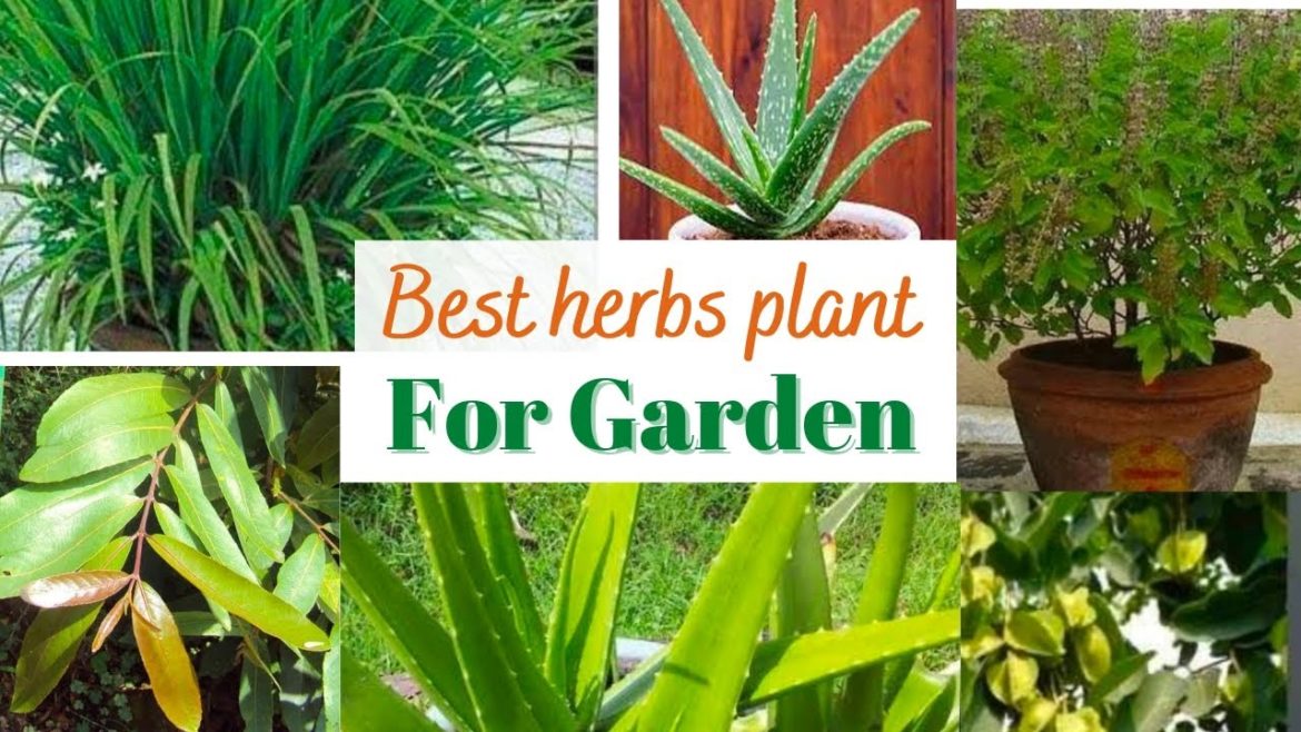 Best herbs plant for Garden। Gardening। ये औषधीय पौधे अपने बगीचे में जरूर लगाएं।Home Garden। Herbal।