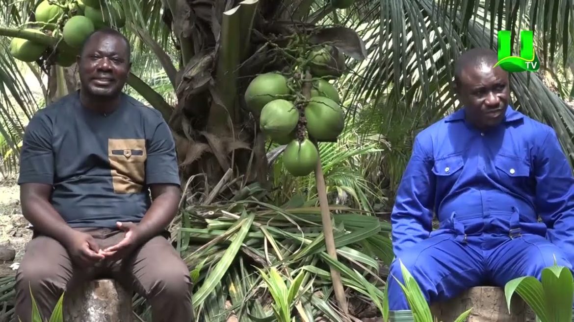 AYEKOO : Up Close With Sahmen Coconut Farms Resort