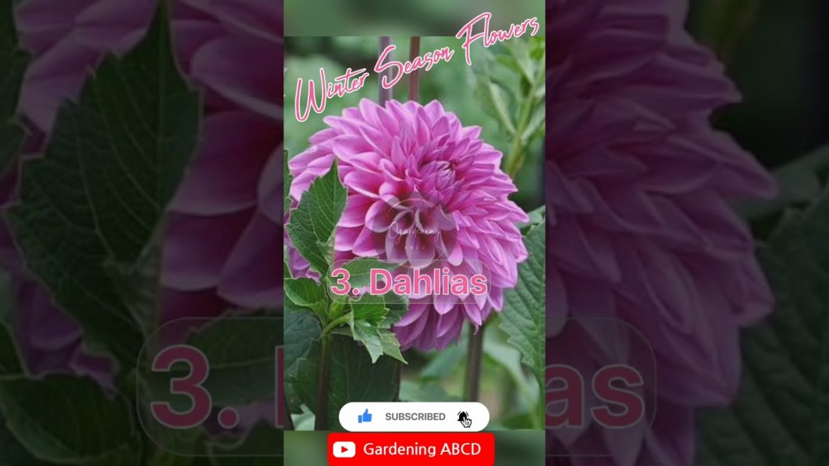 winter flower plants #Winterseasonflower #winterfloweringplant #winterflowerplant @GardeningABCD winter flower plants #Winterseasonflower #winterfloweringplant #winterflowerplant @GardeningABCD