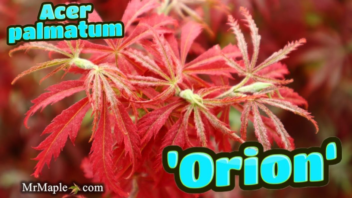 Acer palmatum 'Orion' | Dwarf Red Japanese Maple | MrMaple Clips 🍁