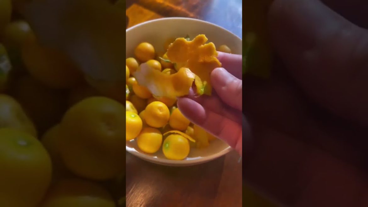 Dehydrated citrus powder using the peels of my homegrown Calamansi Dehydrated citrus powder using the peels of my homegrown Calamansi