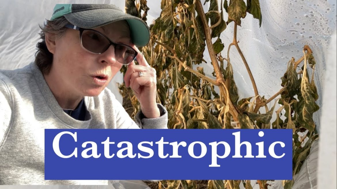 After the freeze. Garden update!