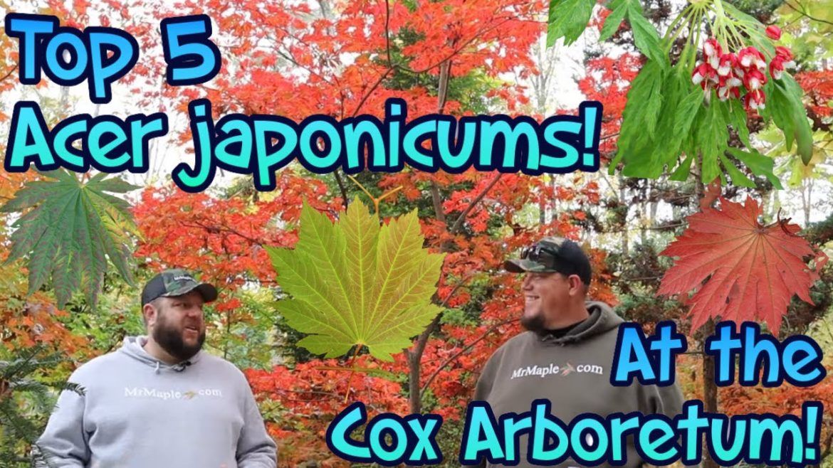 Top 5 Acer japonicum @ Cox Arboretum & Gardens | Japanese Maples