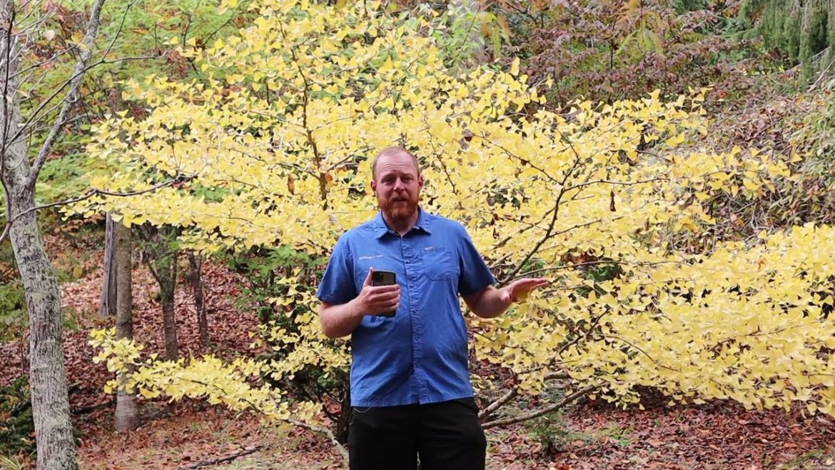 Ginkgo Biloba Trees in Fall! ~ MrMaple Clips π Ginkgo Biloba Trees in Fall! ~ MrMaple Clips π