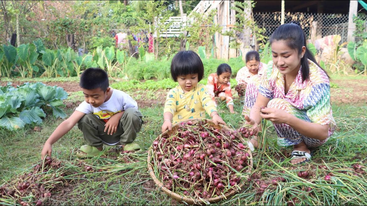 Siv chhee want to help us, Shallot in family vegetable garden is big enough to harvest for cooking Siv chhee want to help us, Shallot in family vegetable garden is big enough to harvest for cooking