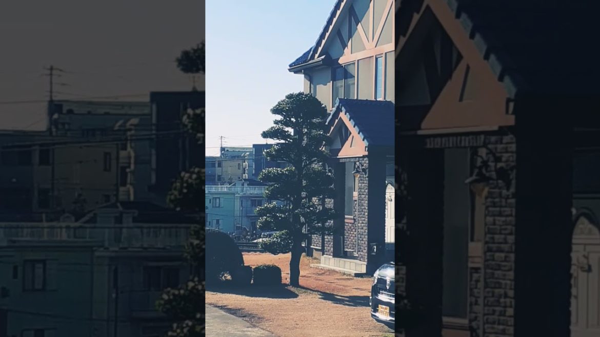 Japanese tree in the morning