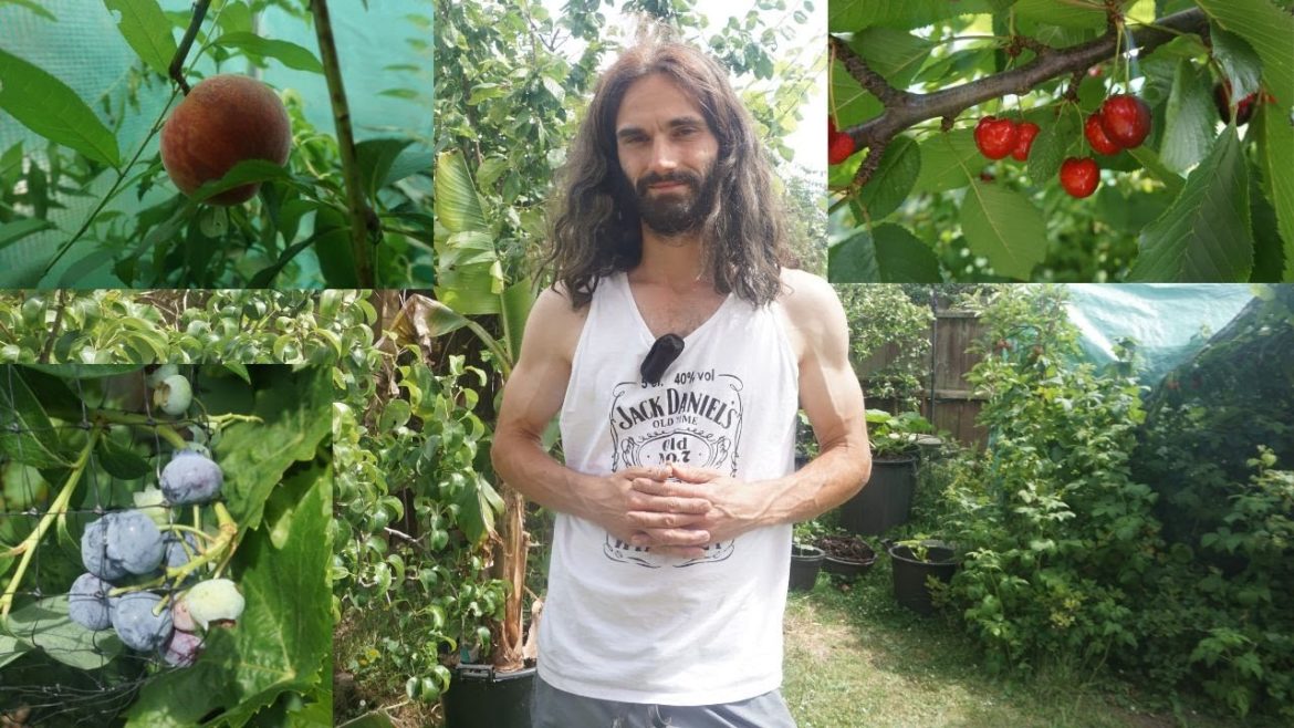 Fruits to grow at home in a backyard garden or allotment Fruits to grow at home in a backyard garden or allotment