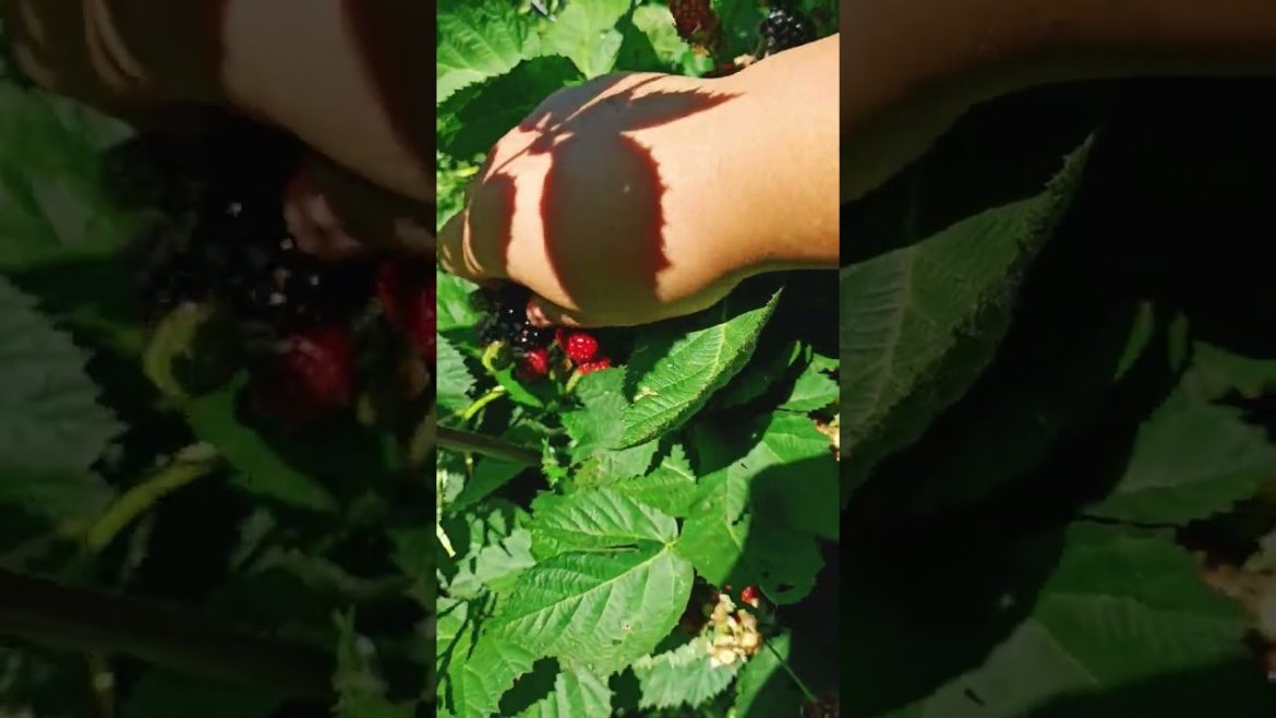 Blackberry Harvest #berries #blackberry #shorts Blackberry Harvest #berries #blackberry #shorts