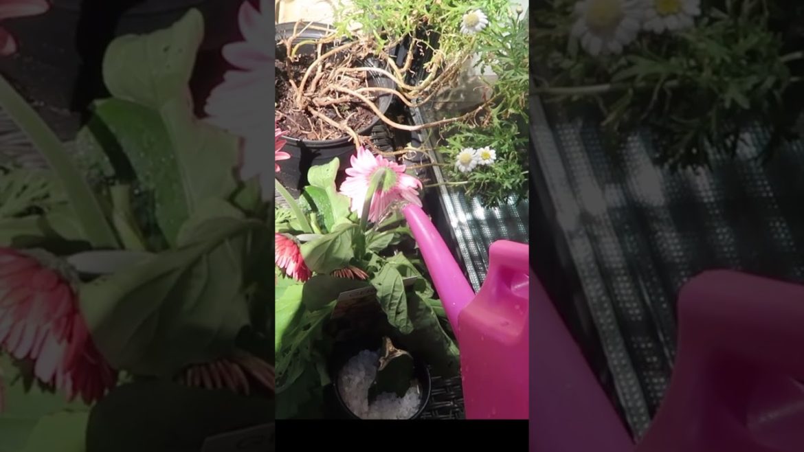These Gerbera daisies are thirsty plants!!! reviving a wilted Gerbera! | Garden tips