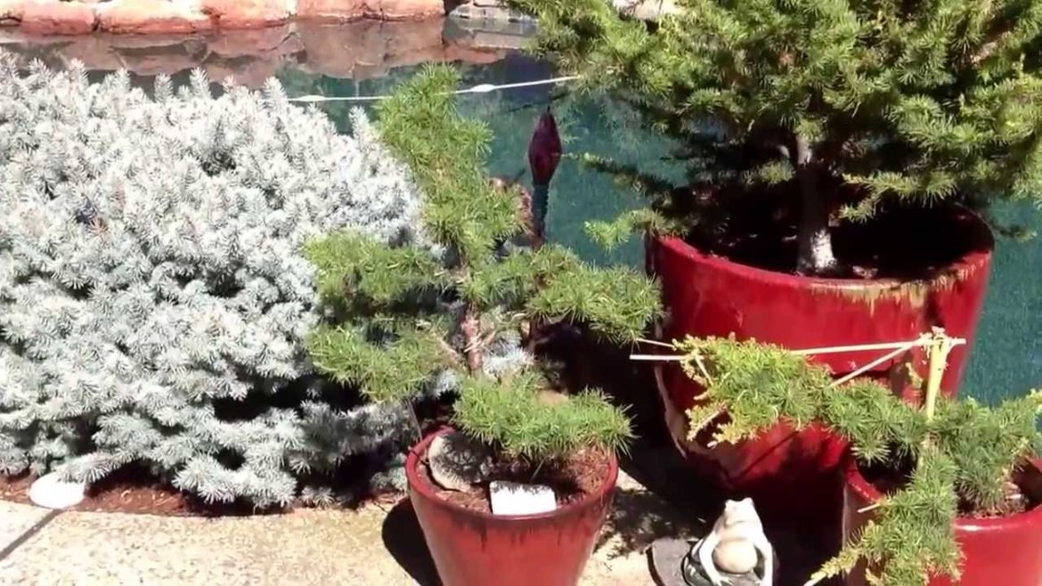 Conifers in the backyard garden