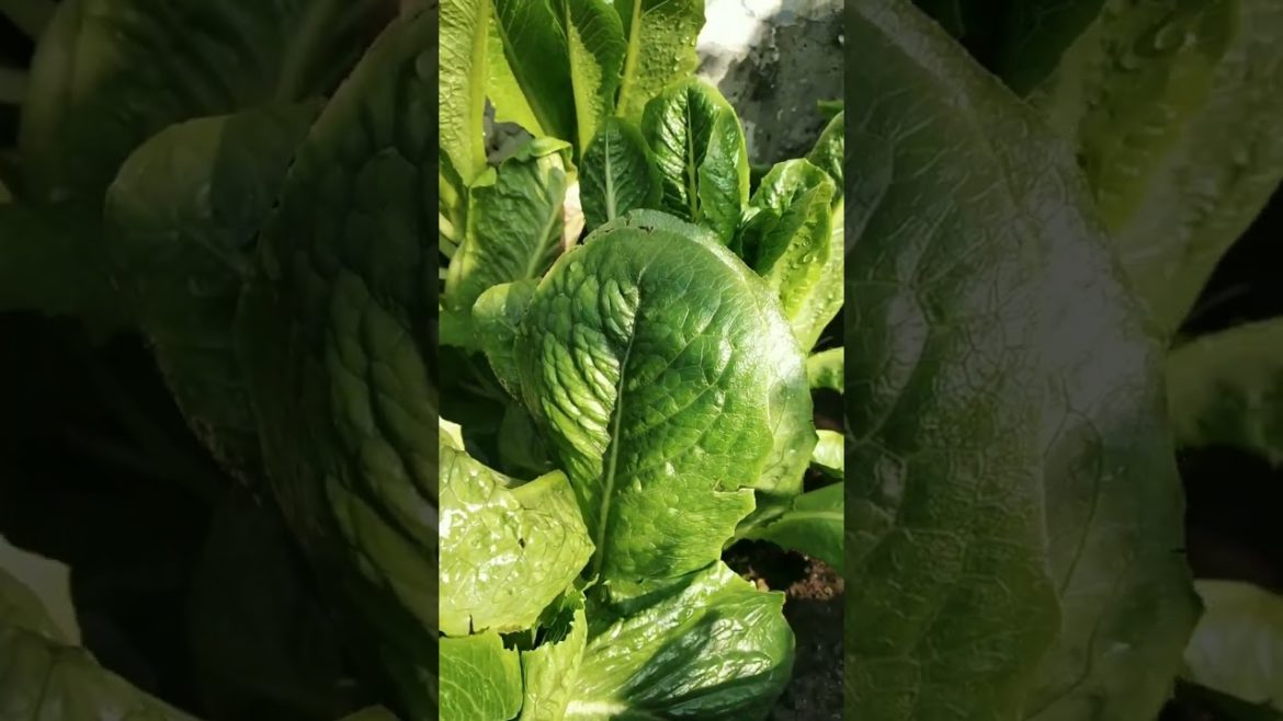 Terrace gardening | Lettuce | vegetables #shorts