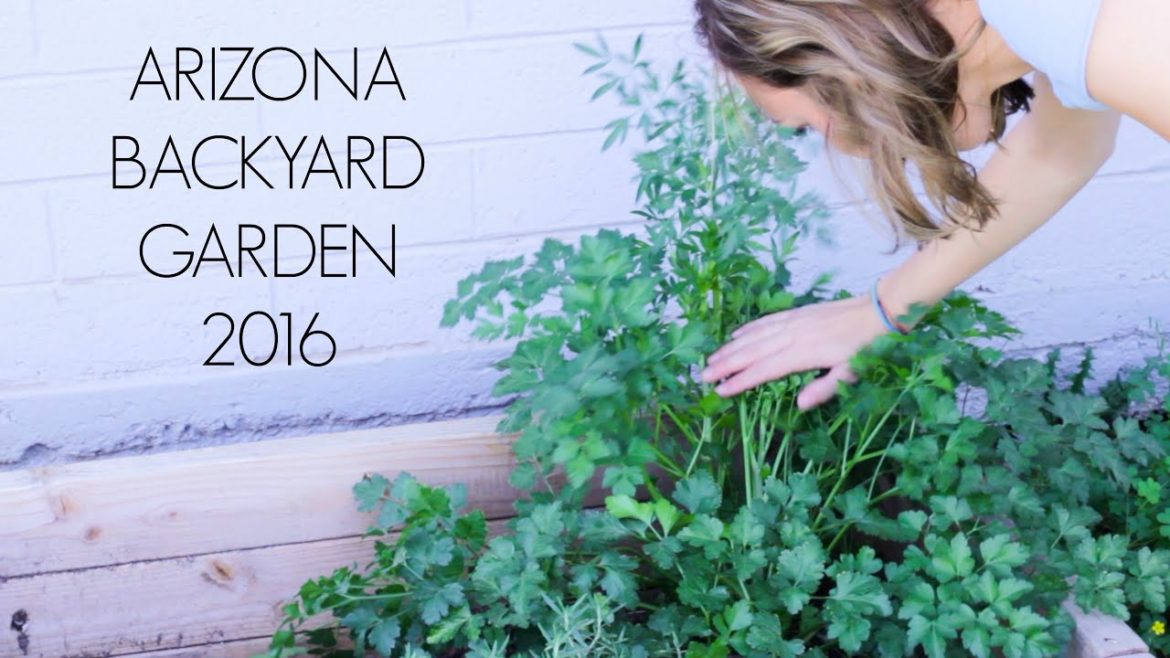 Arizona backyard Garden 2016
