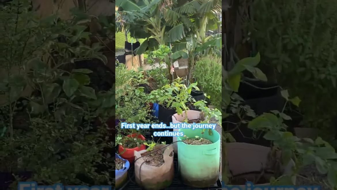 🌺Gardening First Year Ends 🌺Gardening First Year Ends