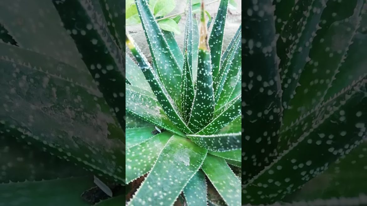 My Small Beautiful Home Garden Raining In My Backyard EP - 553 #shorts #garden