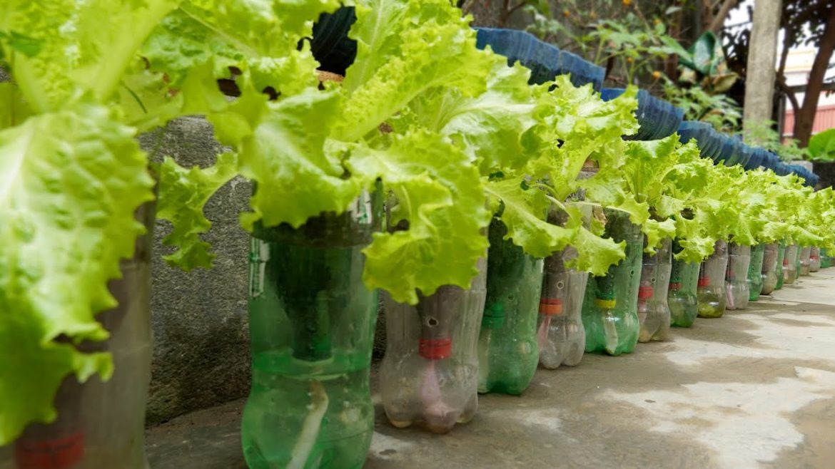 Recycle Plastic Bottles to Grow Vegetables at Home, Water Automatically Recycle Plastic Bottles to Grow Vegetables at Home, Water Automatically